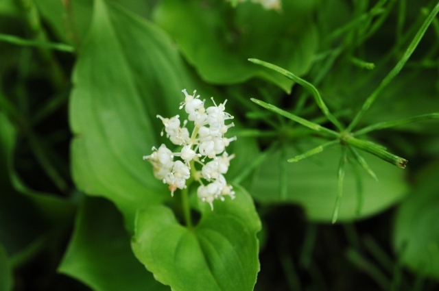 マイヅルソウ（舞鶴草）とは？名前の由来や花言葉・開花時期などをご紹介！