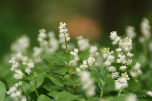 マイヅルソウの育て方！高山植物である舞鶴草を自宅で育てることはできる？