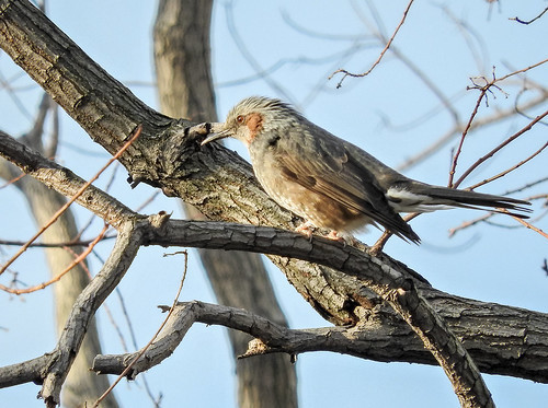 ヒヨドリジョウゴとは?花や果実の特徴や分布をご紹介!名前の由来は?のイメージ