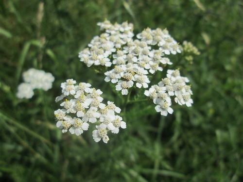セイヨウノコギリソウとは？特徴や花の時期をご紹介！「ヤロウ」って？