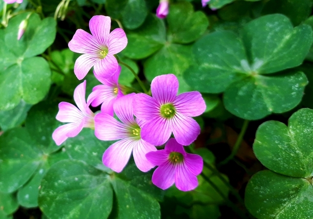 ムラサキカタバミとは?花や葉の特徴や開花時期をご紹介!食べられる?