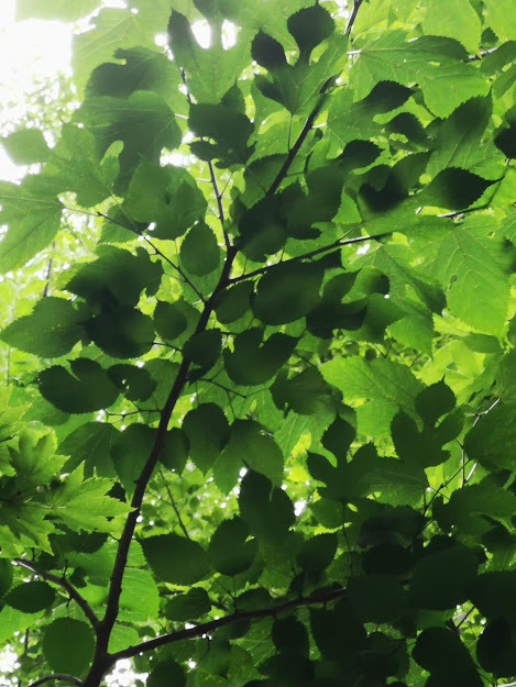 ヤマグワとは?樹木としての特徴や用途をご紹介!カイコとの関係は?