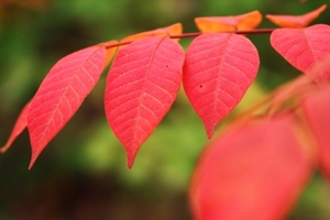 ヤマウルシとは？真っ赤に紅葉する葉の特徴や、ウルシとの違いを解説！