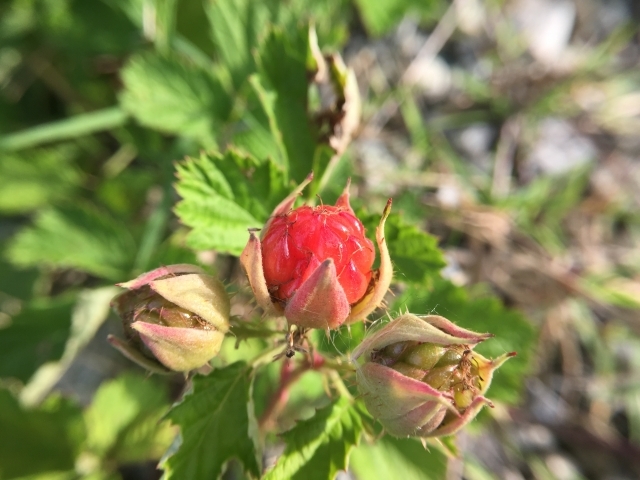 ナワシロイチゴ(苗代苺)とは?特徴や栽培方法をご紹介!味はどう?のイメージ