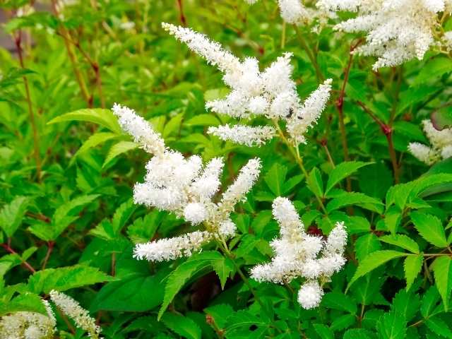 トリアシショウマとは?名前の由来や見分け方をご紹介!山菜としての味・食べ方は?