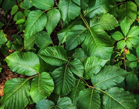 ツタウルシ（蔦漆）とは？植物の特徴や用途をご紹介！触ると危険！？