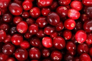 クランベリーの育て方！季節に合わせた管理方法や病害虫対策など解説！
