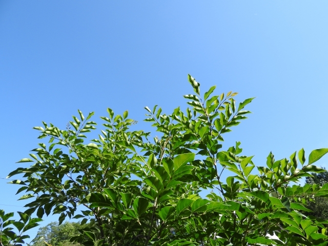 シマトネリコの剪定の全て!どこを切る?適期はいつ?仕上げのコツを伝授!