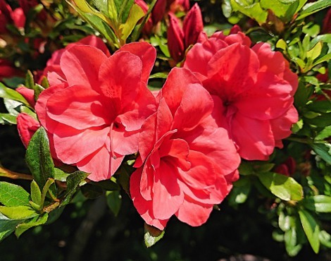 サツキの剪定方法!適期はいつ?切り方のコツから剪定後の管理までをご紹介!