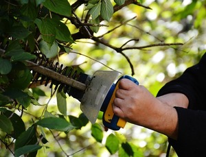 庭木の剪定を自分でする際の心得！必要な準備と基本的なやり方をご紹介！