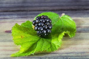 ブラックベリーの育て方！特徴や種類から植え替えなど管理のコツまで！