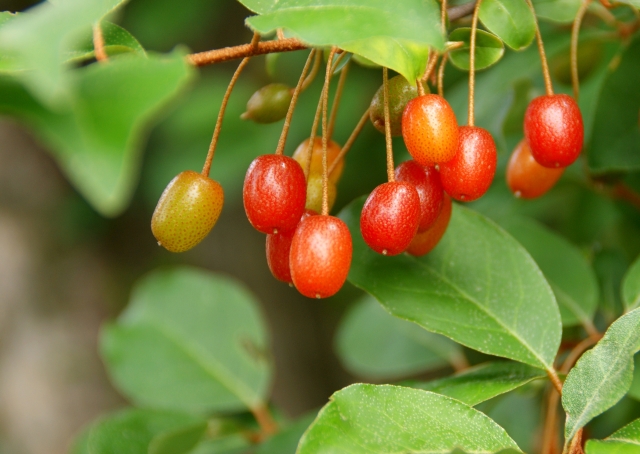 ビックリグミとは?植物としての特徴や開花時期などをご紹介!