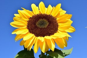 ひまわり（大輪ひまわり）の育て方！種まきから開花まで栽培のコツは？