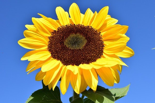 ひまわり(大輪ひまわり)の育て方!種まきから開花まで栽培のコツは?のイメージ