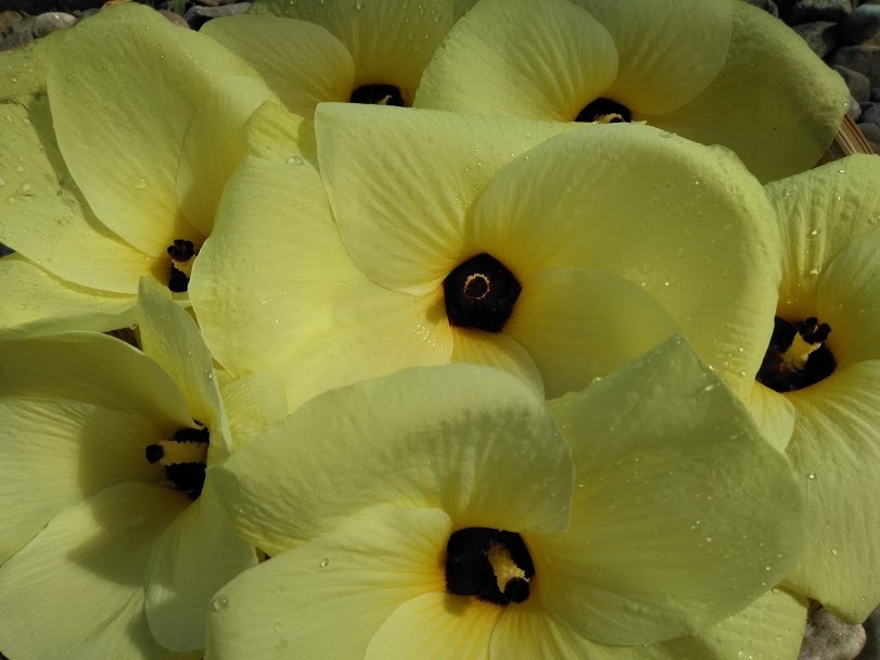 花オクラの育て方と食べ方！家庭で栽培して調理するまでの方法を解説！のイメージ