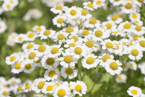 マトリカリアとは？その種類・特徴や花言葉をご紹介！開花時期はいつ？