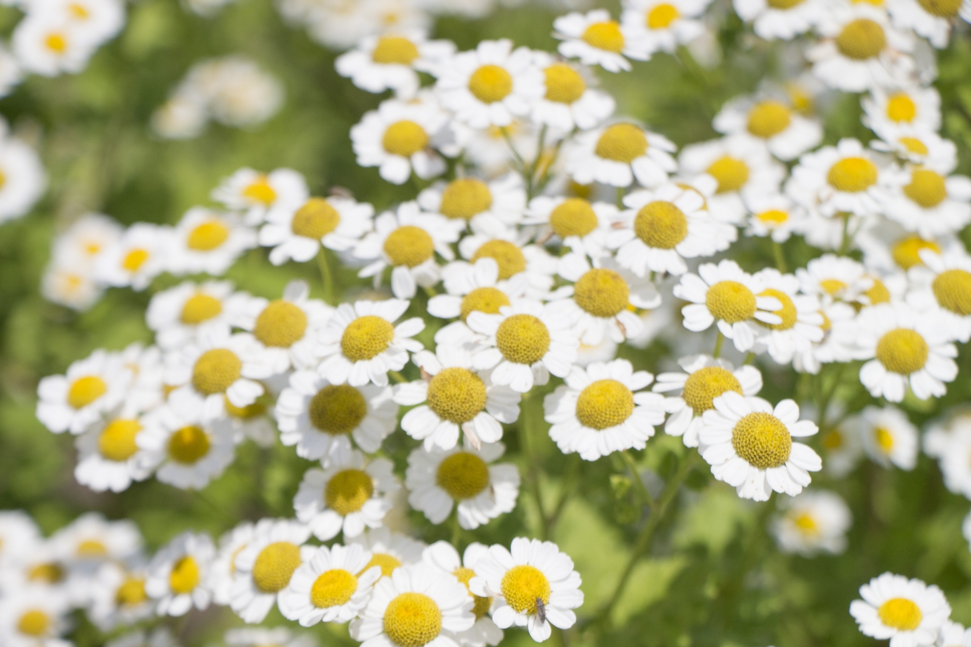 マトリカリアとは?その種類・特徴や花言葉をご紹介!開花時期はいつ?