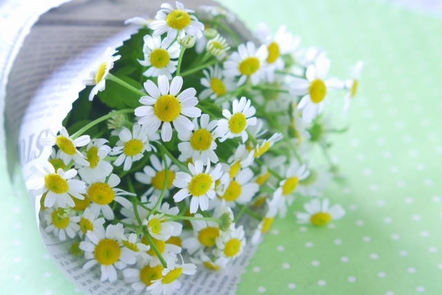 マトリカリアの育て方!季節ごとの管理のコツや剪定方法などをご紹介!のイメージ