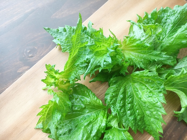 シソ(大葉)の水耕栽培!発芽のコツやおすすめの液肥など詳しく解説!のイメージ