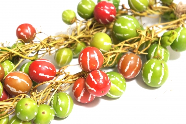 オキナワスズメウリとは？赤い実の特徴やスズメウリとの違いをご紹介！のイメージ