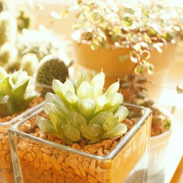 モニラリアの育て方！うさ耳の多肉植物を実生で種から栽培するコツは？