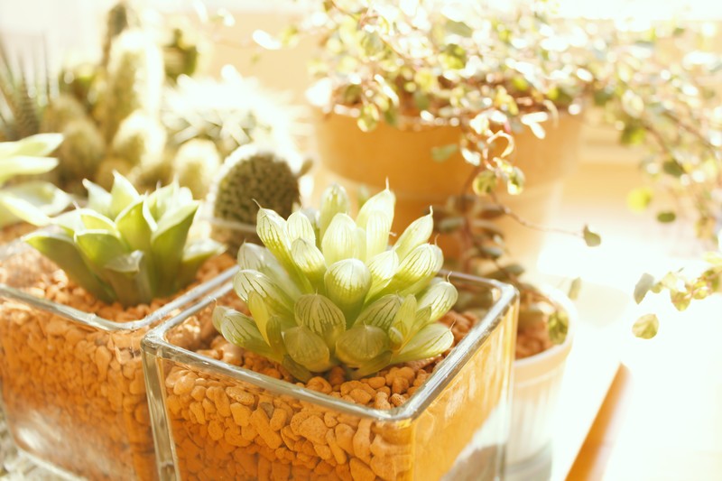 モニラリアの育て方!うさ耳の多肉植物を実生で種から栽培するコツは?のイメージ