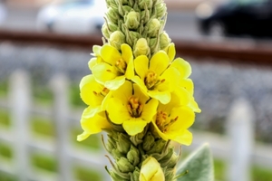 バーバスガムの育て方！植え付けの仕方や切り戻しのコツなどを解説！