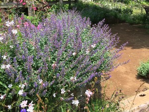 おすすめの多年草10選！ほったらかしでも簡単に育つ綺麗な草花はどれ？