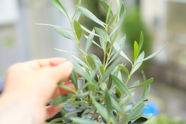 オリーブを挿し木で上手に育てる方法!発根のコツや根が出ない時の対応法は?