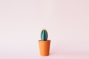 サボテンは枯れるとどうなる？その見分け方や理由と再生方法をご紹介！