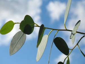 ユーカリポポラスの育て方！枯らさず・倒さずに上手に成長させるコツをご紹介！