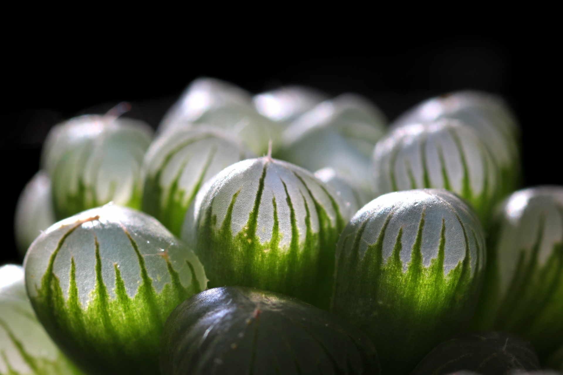 ハオルチアってどんな多肉植物？その種類や特徴をご紹介！花は咲く？のイメージ