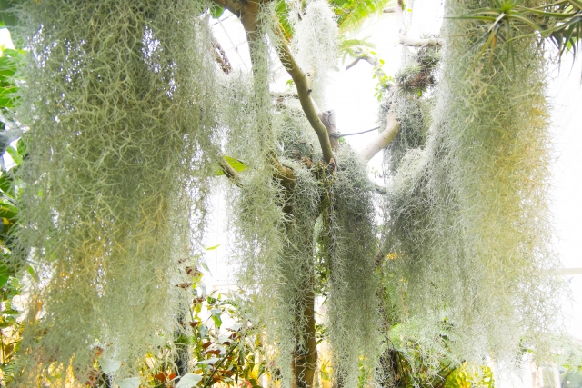 サルオガセモドキ（ウスネイオイデス）とは？特徴や育て方をご紹介！