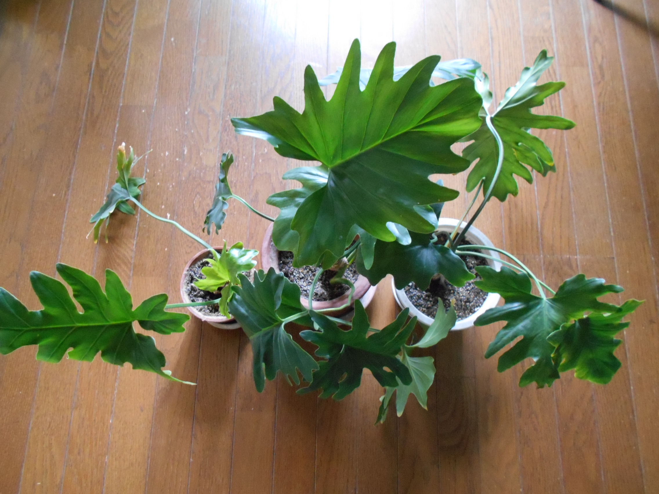 観葉植物「セローム」の育て方！剪定や挿し木の仕方など管理のコツを解説！