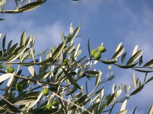 オリーブの植え付け・植え替え！土作りのコツなど上手なやり方を解説！