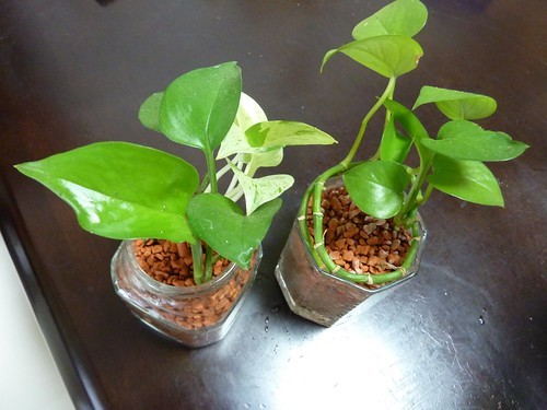 気根(きこん)とは?役割や観葉植物などに生える原因と対処法をご紹介!