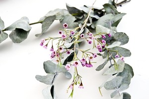 ユーカリの育て方！鉢植えでの植え替え方法など管理のコツをご紹介！