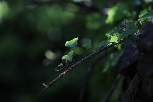 日陰で育てられる植物50選！日当たりの悪い場所でも栽培できる草花は？