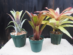 ビルベルギアとは？植物としての特徴や土作りなど「育て方」をご紹介！