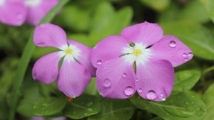 日々草（ニチニチソウ）とは？特徴や花言葉をご紹介！名前の由来は？