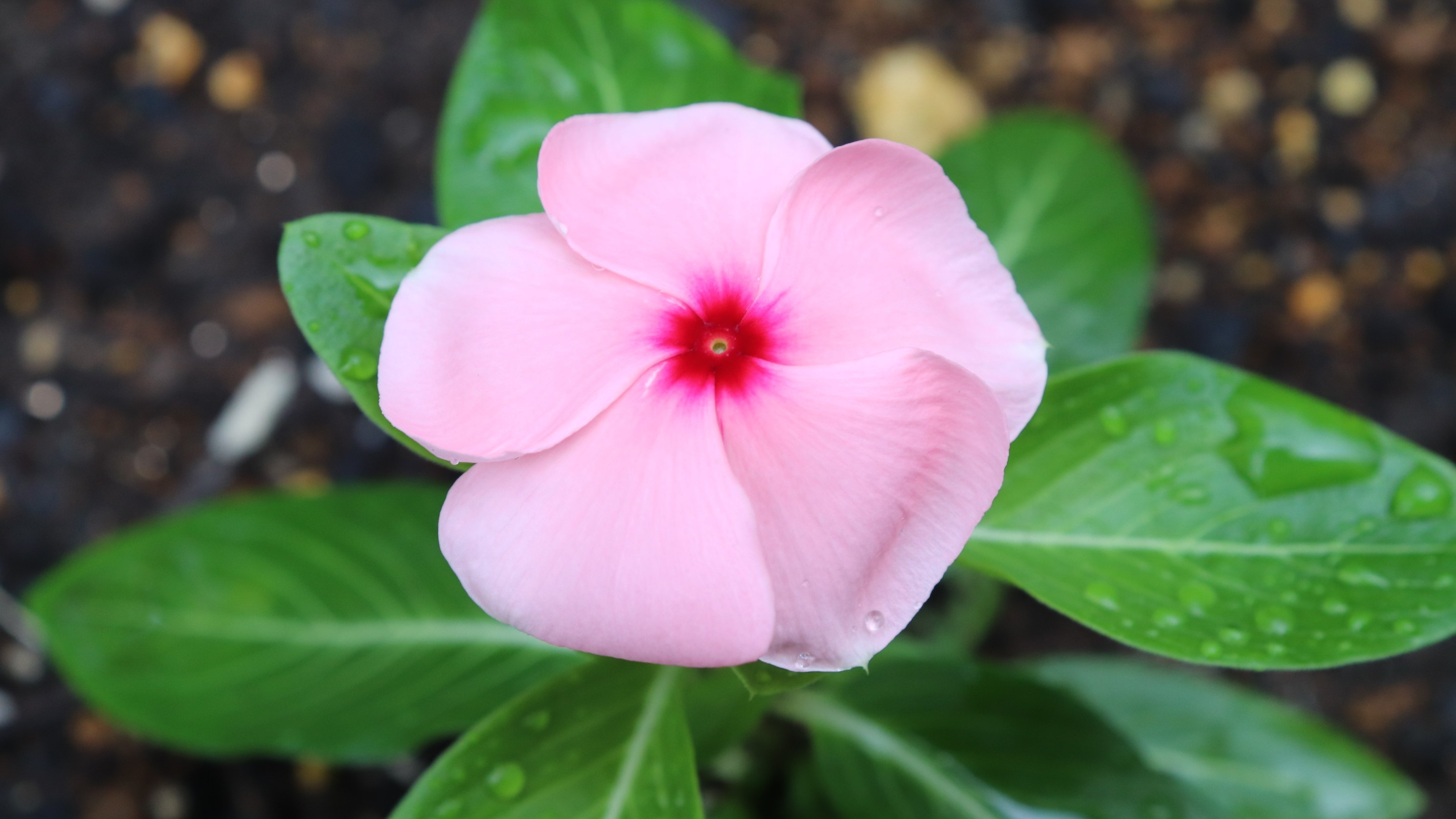 日々草の育て方!根腐れや病気にならないためのコツや管理方法は?