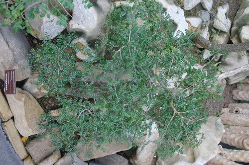 オペルクリカリア・パキプスの魅力と育て方！成長速度はどれくらい？