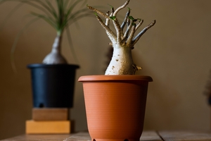 おすすめの塊根植物（コーデックス）7選！初心者でも育てやすい品種は？