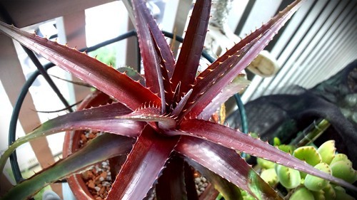 ディッキアの育て方！植え替えの用土の作り方など栽培のコツをご紹介！