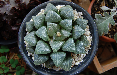 ハオルシアとは?その種類や特徴を解説!100万円以上するってホント?