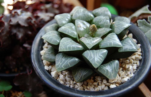 ハオルシアの育て方！成長が遅いと感じる？多肉植物の栽培のコツをご紹介！