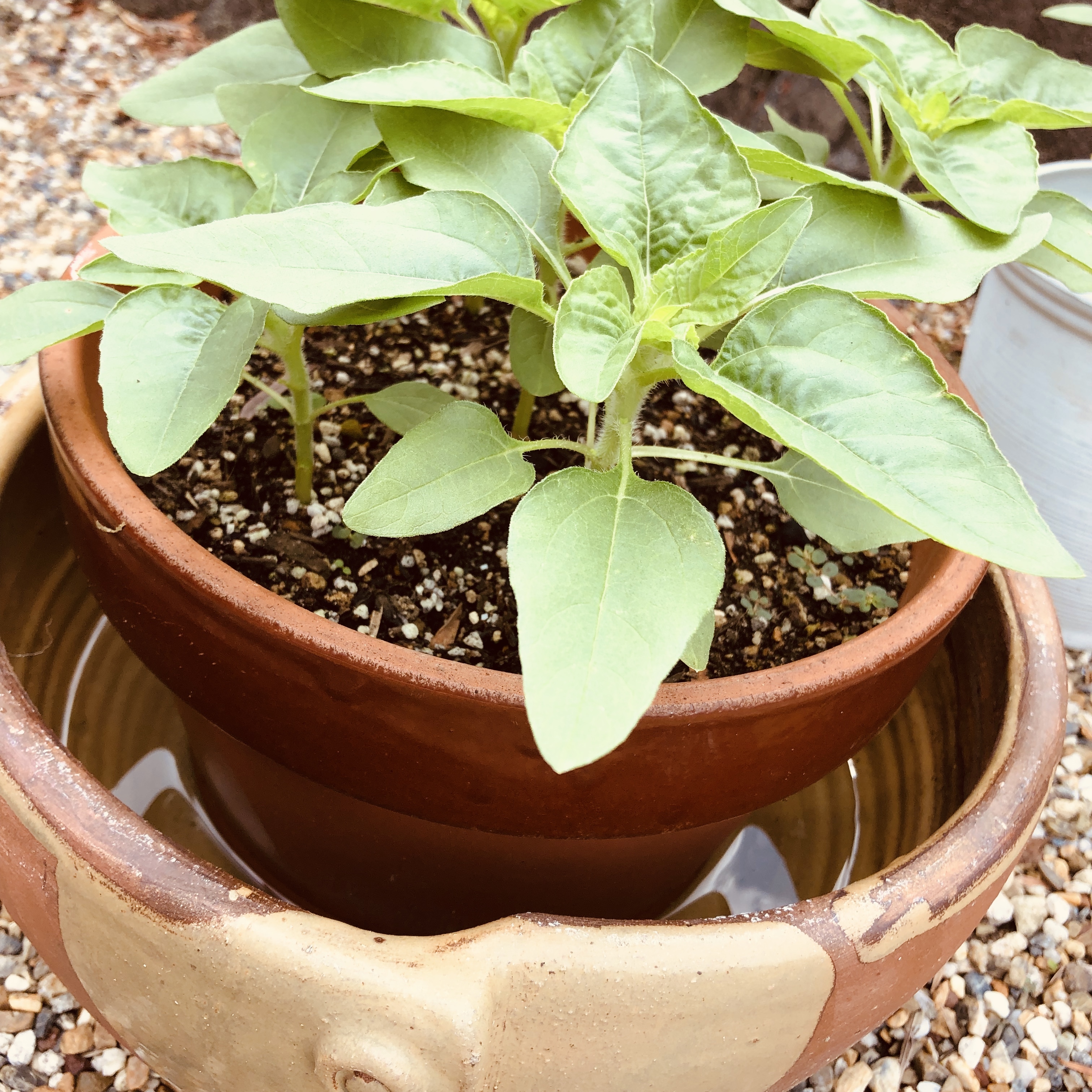 腰水とは？その意味・役割や方法をご紹介！底面給水との違いは？