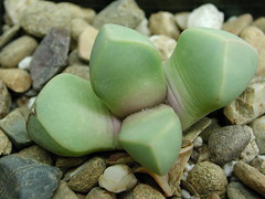 メセン「魔玉」とは？多肉植物としての特徴や上手な育て方をご紹介！