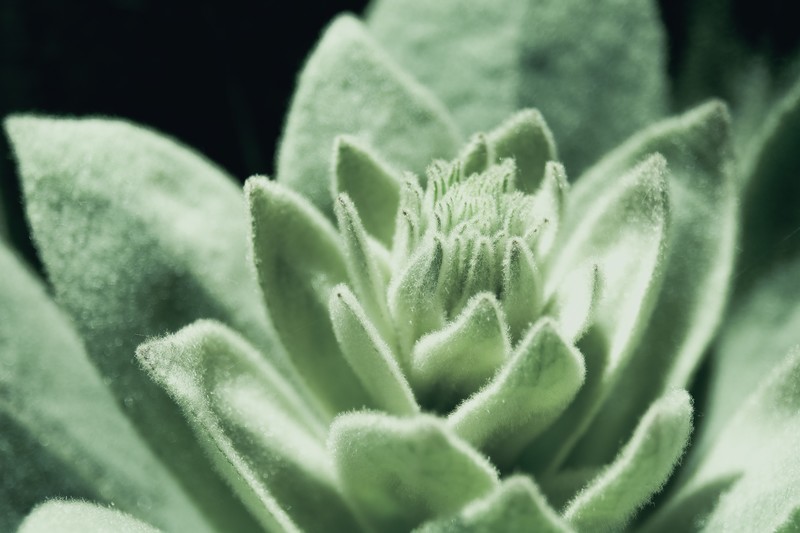 三時草とは?多肉植物としての特徴や名前の由来・開花時期をご紹介!のイメージ