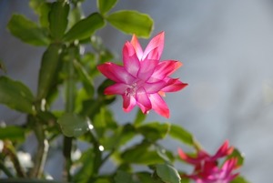 多肉植物に花が咲くと弱ることはある？花が咲いた時にすべき対処法をご紹介！